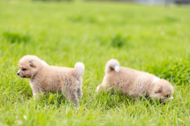 Kırmızı Japon akita, akita Inu, kukla Park'ta açık yürür