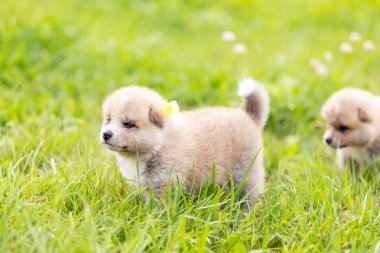 Kırmızı Japon akita, akita Inu, kukla Park'ta açık yürür