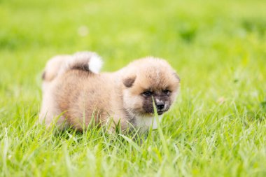 Kırmızı Japon akita, akita Inu, Köpek Parkı'nda açık yürür