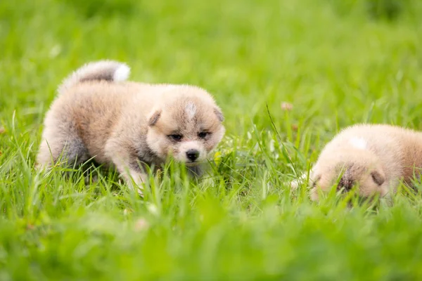 Rode Japanse Akita Akita Inu Pups Wandelingen Buiten Het Park — Stockfoto