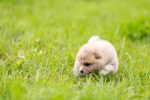 Vermelho Japonês Akita Akita Inu Filhote Cachorro Anda Livre Parque — Fotografia de Stock