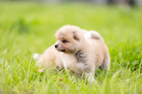 Kırmızı Japon Akita Akita Inu Köpek Parkı Nda Açık Yürür — Stok fotoğraf