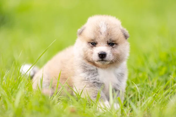 Czerwony Japoński Akita Akita Inu Szczeniak Spacery Odkryty Park — Zdjęcie stockowe