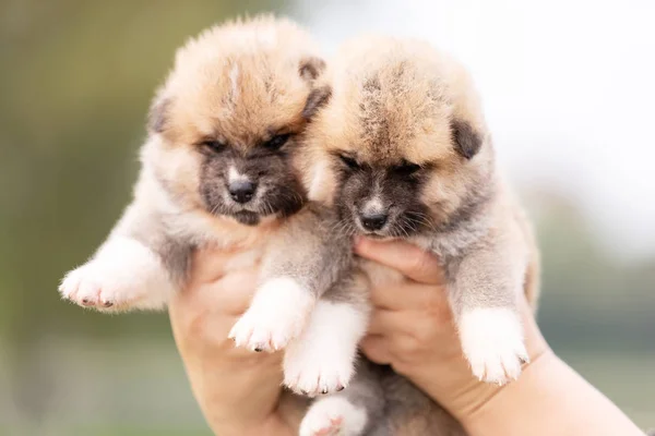 Vörös Japán Akita Akita Inu Kölykök Szabadtéri Sétál Parkban — Stock Fotó