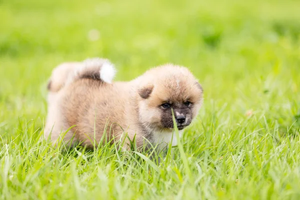 Vermelho Japonês Akita Akita Inu Filhote Cachorro Anda Livre Parque — Fotografia de Stock