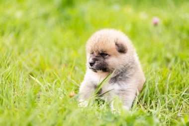 Kırmızı Japon akita, akita Inu, Köpek Parkı'nda açık yürür