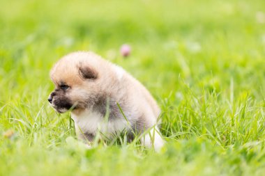 Kırmızı Japon akita, akita Inu, Köpek Parkı'nda açık yürür