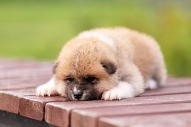 Kırmızı Japon akita, akita Inu, Köpek Parkı'nda açık yürür