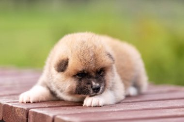 Kırmızı Japon akita, akita Inu, Köpek Parkı'nda açık yürür