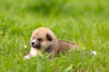 Kırmızı Japon akita, akita Inu, Köpek Parkı'nda açık yürür