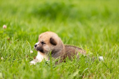 Kırmızı Japon akita, akita Inu, Köpek Parkı'nda açık yürür