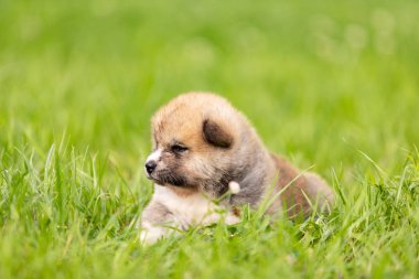 Kırmızı Japon akita, akita Inu, Köpek Parkı'nda açık yürür