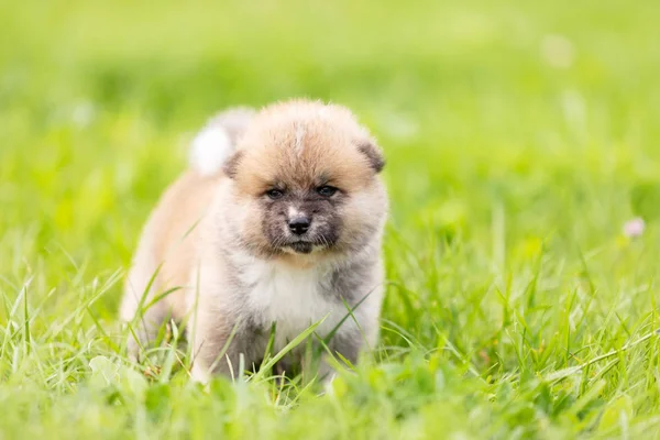 Rode Japanse Akita Akita Inu Pup Wandelingen Buiten Het Park — Stockfoto