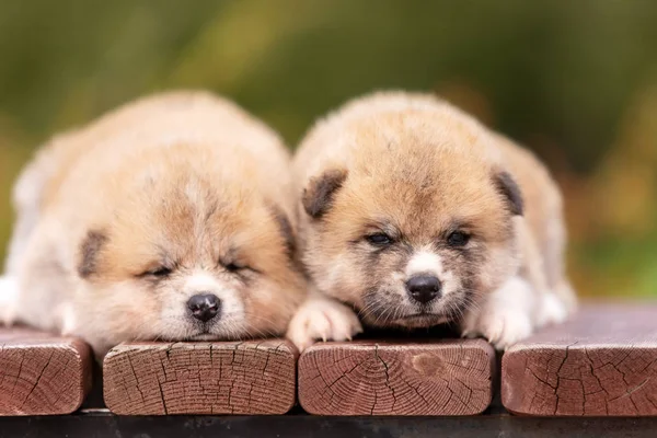 Vermelho Japonês Akita Akita Inu Filhotes Cachorro Anda Livre Parque — Fotografia de Stock