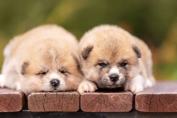 Röd Japansk Akita Akita Inu Valpar Promenader Utomhus Park — Stockfoto