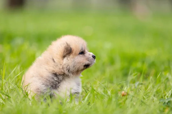 Red Japanese Akita Akita Inu Puppy Walks Outdoor Park — Stock Photo, Image