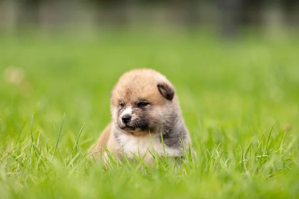 Vermelho Japonês Akita Akita Inu Filhote Cachorro Anda Livre Parque — Fotografia de Stock