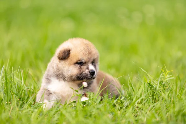 Vermelho Japonês Akita Akita Inu Filhote Cachorro Anda Livre Parque — Fotografia de Stock