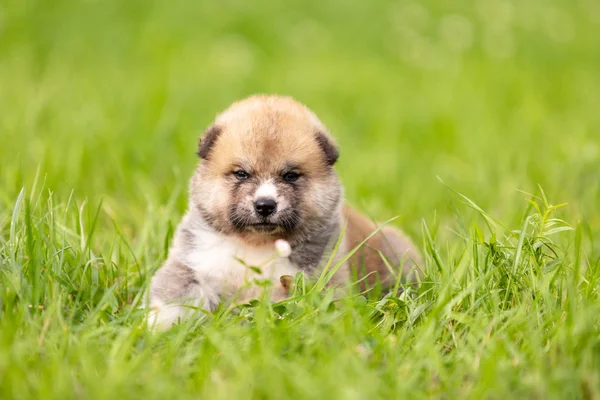 Rojo Japonés Akita Akita Inu Cachorro Paseos Aire Libre Parque —  Fotos de Stock