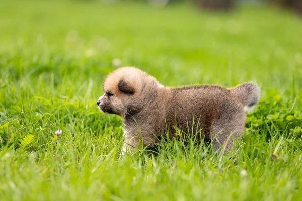 Vermelho Japonês Akita Akita Inu Filhote Cachorro Anda Livre Parque — Fotografia de Stock