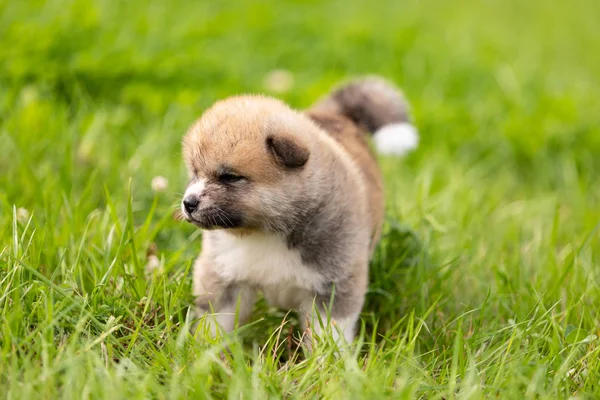 Vörös Japán Akita Akita Inu Kölyök Séta Szabadtéri Park — Stock Fotó