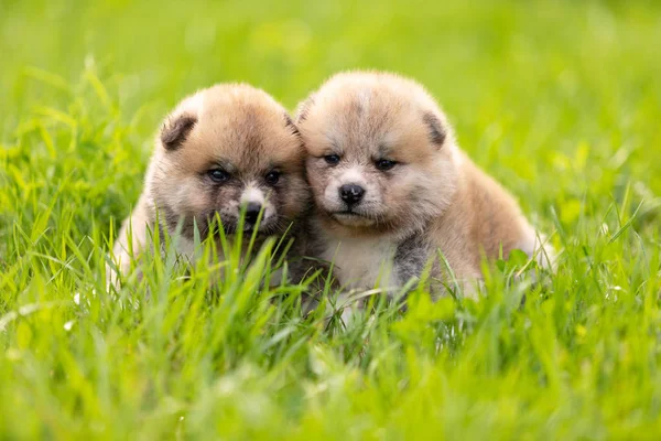 Vermelho Japonês Akita Akita Inu Filhotes Cachorro Anda Livre Parque — Fotografia de Stock