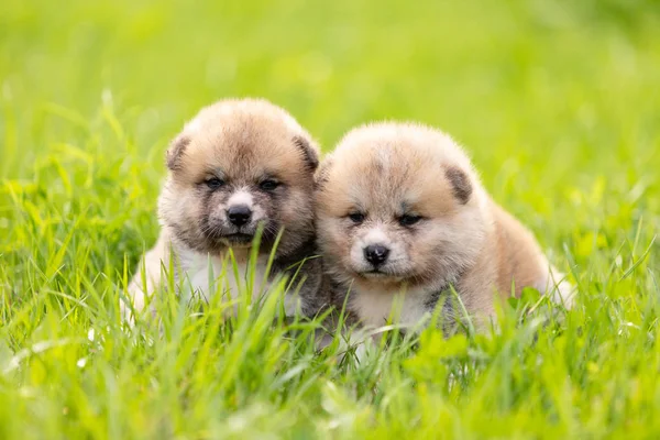 Röd Japansk Akita Akita Inu Valpar Promenader Utomhus Park — Stockfoto