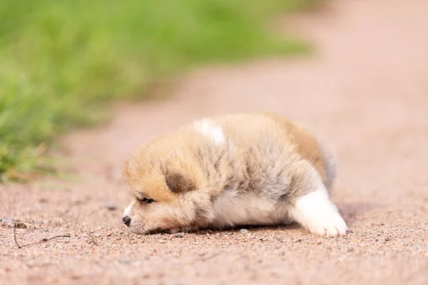 Rojo Japonés Akita Akita Inu Cachorro Paseos Aire Libre Parque — Foto de Stock