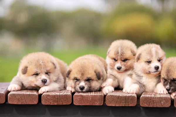 Rosso giapponese akita cuccioli passeggiate all'aperto al parco — Foto Stock