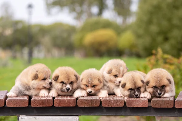 Rosso giapponese akita cuccioli passeggiate all'aperto al parco — Foto Stock