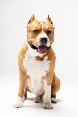Kırmızı Amerikan staffordshire terrier kırpılmış kulakları ile kapalı beyaz arka plan oturur