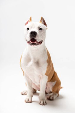 Kırmızı Amerikan staffordshire terrier kırpılmış kulakları ile kapalı beyaz arka plan oturur
