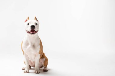 Kırmızı Amerikan staffordshire terrier kırpılmış kulakları ile kapalı beyaz arka plan oturur