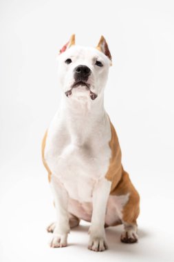 Kırmızı Amerikan staffordshire terrier kırpılmış kulakları ile kapalı beyaz arka plan oturur