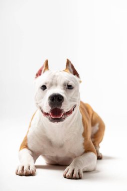 Kırmızı ve beyaz Amerikan staffordshire terrier kırpılmış kulakları çıkışlar kapalı beyaz arka plan ile