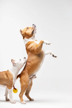 Kırmızı ve beyaz Amerikalı staffordshire korkunç kırpılmış kulakları ile standları beyaz arka plan kapalı