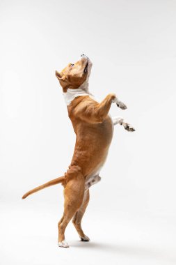 Kırmızı ve beyaz Amerikan staffordshire terrier kırpılmış kulakları ile sırt legs beyaz arka plan kapalı duruyor