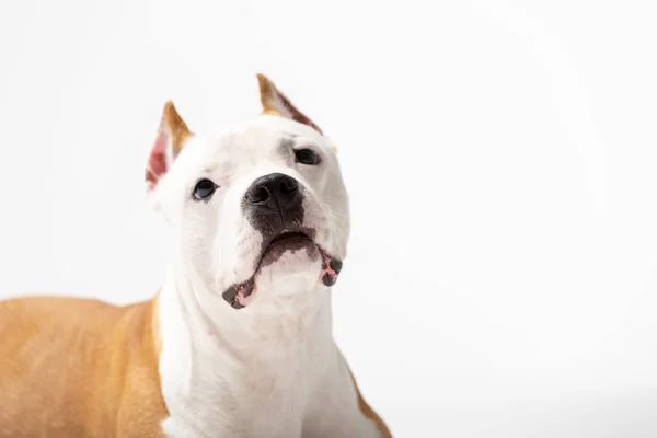 Red American Staffordshire Terrier Avec Des Oreilles Coupées Trouve Intérieur — Photo