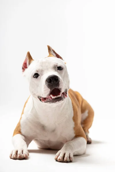 Terrier Américain Rouge Blanc Staffordshire Avec Oreilles Coupées Vers Bas — Photo