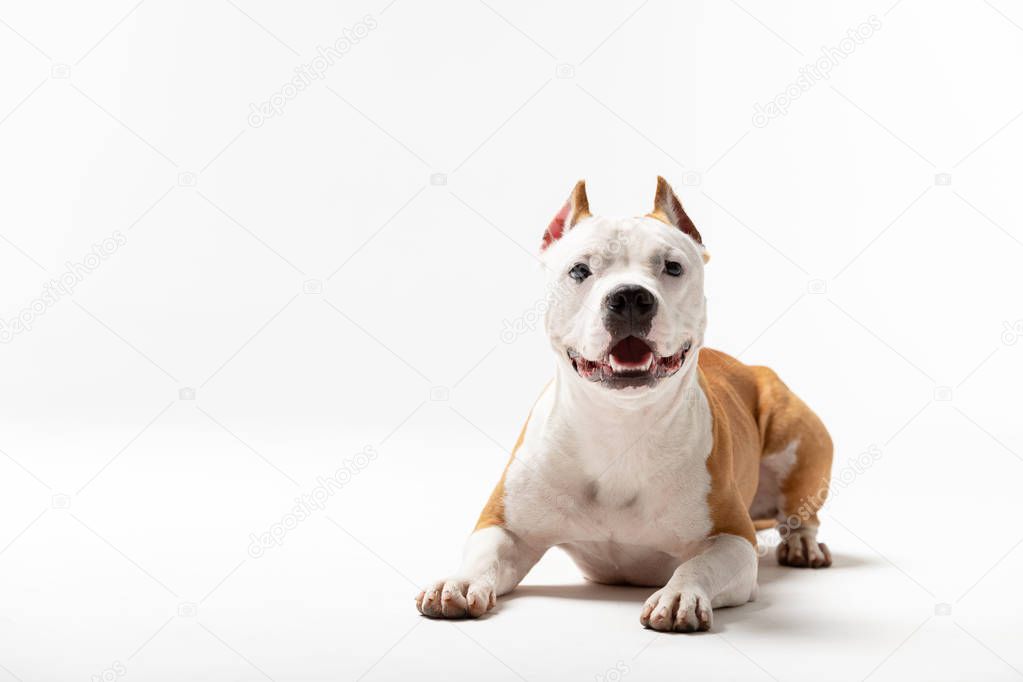 Red american staffordshire terrier with cropped ears sits indoor at white background