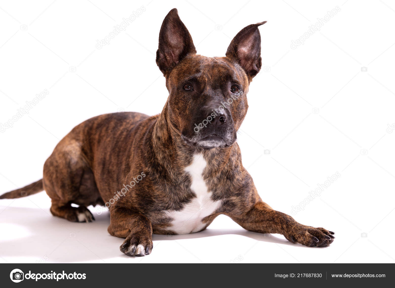 tiger american staffordshire terrier big cropped ears downs looks forward stock photo image by c svetlanistaya 217687830