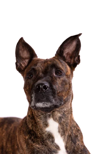 Tiger American Staffordshire Terrier Big Cropped Ears Sits Isolated White — Stock Photo, Image