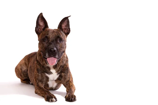 Kaplan Amerikan staffordshire terrier ile büyük değil kulakları çıkışlar kırpılmış ve ileri izole üzerinde beyaz arka plan görünüyor