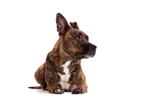 Tiger Americano Staffordshire Terrier Con Grandi Orecchie Non Ritagliate Bassi — Foto Stock