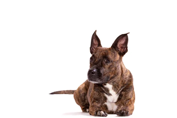 Tiger Americano Staffordshire Terrier Con Grandi Orecchie Non Ritagliate Bassi — Foto Stock