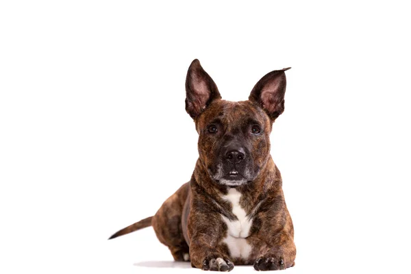 Tiger Americano Staffordshire Terrier Con Grandi Orecchie Non Ritagliate Bassi — Foto Stock