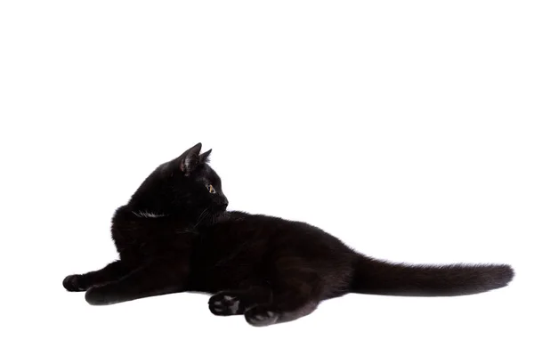 Adorable Gato Negro Macho Aislado Sobre Fondo Blanco —  Fotos de Stock