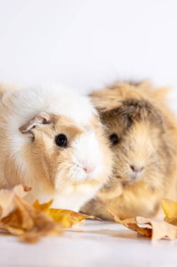 Beyaz arka plan üzerinde izole kadın çok güzel eskiden şiling şimdi pigs