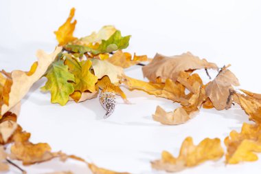 Sevimli leopar gecko beyaz arka plan üzerinde izole yeşillik içinde