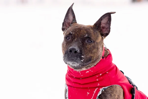 Kaplan Amerikan Staffordshire Terrier Ile Kulakları Oturur Açık Kırmızı Giysili — Stok fotoğraf